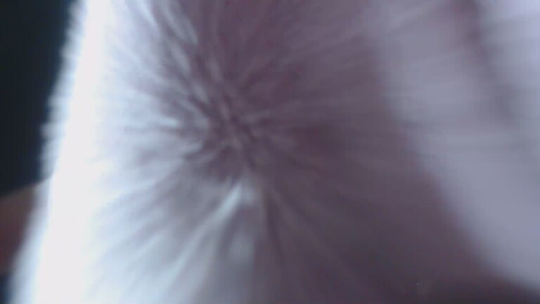 beautiful_Pariss's Streamate show and profile